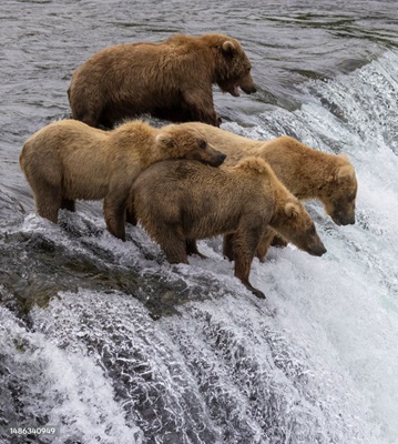 Wild coastal brown bear catching fish in the river in Katmai National Park (Alaska).